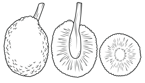 Whole Breadfruit And Cross Section Coloring Page